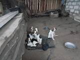 Собаки, щенята Естонський гончак, ціна 1500 Грн., Фото
