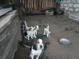Собаки, щенята Естонський гончак, ціна 1500 Грн., Фото