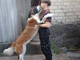 Собаки, щенята Сенбернар, ціна 3600 Грн., Фото