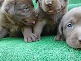 Собаки, щенки Лабрадор ретривер, цена 7000 Грн., Фото