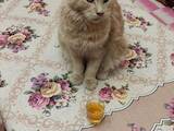 Кошки, котята Мэйн-кун, цена 4000 Грн., Фото