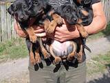 Собаки, щенки Ягдтерьер, цена 4000 Грн., Фото