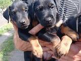 Собаки, щенки Ягдтерьер, цена 4000 Грн., Фото