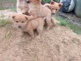 Собаки, щенки Западно-Сибирская лайка, цена 1700 Грн., Фото