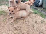 Собаки, щенки Западно-Сибирская лайка, цена 1700 Грн., Фото