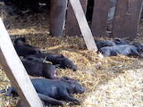 Тваринництво,  Сільгосп тварини Свині, ціна 500 Грн., Фото