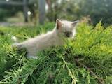 Кошки, котята Невская маскарадная, цена 15000 Грн., Фото