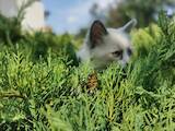 Кошки, котята Невская маскарадная, цена 15000 Грн., Фото