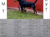 Собаки, щенки Ягдтерьер, цена 2700 Грн., Фото