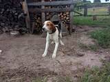 Собаки, щенята Естонський гончак, ціна 4500 Грн., Фото