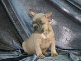 Собаки, щенки Французский бульдог, цена 9000 Грн., Фото