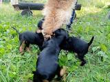 Собаки, щенята Ягдтер'єр, ціна 4000 Грн., Фото
