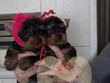 Собаки, щенки Йоркширский терьер, цена 7500 Грн., Фото