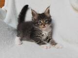 Кішки, кошенята Мейн-кун, ціна 29580 Грн., Фото