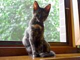 Кошки, котята Беспородная, цена 20 Грн., Фото
