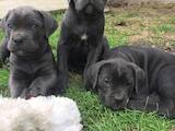 Собаки, щенки Кане Корсо, цена 20000 Грн., Фото
