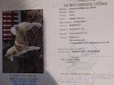 Собаки, щенки Западно-Сибирская лайка, цена 6000 Грн., Фото