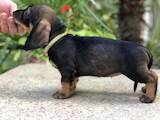 Собаки, щенята Жорсткошерста такса, ціна 5500 Грн., Фото