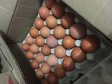 Продовольство Яйця, ціна 25 Грн., Фото