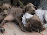 Собаки, щенки Немецкая гладкошерстная легавая, цена 8000 Грн., Фото