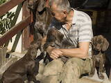 Собаки, щенки Немецкая гладкошерстная легавая, цена 8000 Грн., Фото