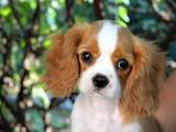 Собаки, щенки Кавалер-Кинг-Чарльз спаниель, цена 51200 Грн., Фото