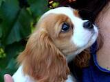 Собаки, щенята Кавалер-кинг-чарльз спаніель, ціна 51200 Грн., Фото
