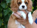 Собаки, щенки Кавалер-Кинг-Чарльз спаниель, цена 51200 Грн., Фото