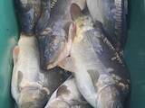 Продовольство Риба і рибопродукти, ціна 95 Грн./кг., Фото