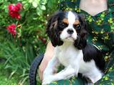 Собаки, щенки Кавалер-Кинг-Чарльз спаниель, цена 48000 Грн., Фото