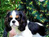 Собаки, щенята Кавалер-кинг-чарльз спаніель, ціна 48000 Грн., Фото