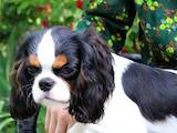 Собаки, щенята Кавалер-кинг-чарльз спаніель, ціна 48000 Грн., Фото