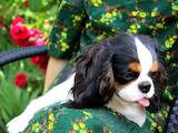 Собаки, щенки Кавалер-Кинг-Чарльз спаниель, цена 48000 Грн., Фото