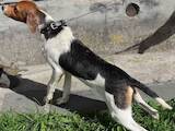 Собаки, щенята Невідома порода, ціна 1600 Грн., Фото