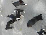 Собаки, щенки Русско-Европейская лайка, цена 3000 Грн., Фото