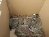 Тваринництво,  Сільгосп тварини Кролики, Нутрії, ціна 1500 Грн., Фото