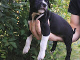 Собаки, щенята Американський стаффордширський тер'єр, ціна 4000 Грн., Фото