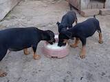 Собаки, щенки Ягдтерьер, цена 700 Грн., Фото