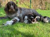Собаки, щенята Німецька гладкошерста лягава, ціна 21600 Грн., Фото