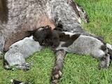 Собаки, щенята Німецька жорсткошерста лягава, ціна 21600 Грн., Фото