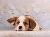 Собаки, щенки Вельш корги кардиган, цена 24000 Грн., Фото