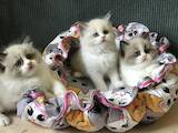 Кішки, кошенята Регдолл, ціна 13500 Грн., Фото