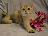 Кошки, котята Британская короткошерстная, цена 18500 Грн., Фото