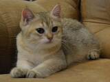 Кошки, котята Шотландская короткошерстная, цена 18500 Грн., Фото