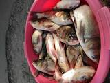 Продовольство Риба і рибопродукти, ціна 40 Грн./кг., Фото