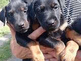 Собаки, щенки Ягдтерьер, цена 3800 Грн., Фото