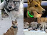 Собаки, щенята Західно-Сибірська лайка, ціна 5000 Грн., Фото