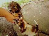 Собаки, щенята Той-пудель, ціна 21000 Грн., Фото