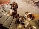 Собаки, щенки Той-пудель, цена 21000 Грн., Фото