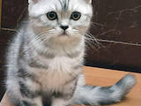 Кішки, кошенята Британська короткошерста, ціна 1800 Грн., Фото